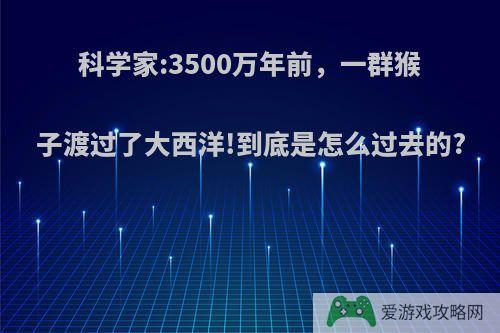 科学家:3500万年前，一群猴子渡过了大西洋!到底是怎么过去的?