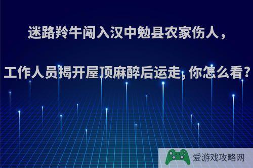 迷路羚牛闯入汉中勉县农家伤人，工作人员揭开屋顶麻醉后运走, 你怎么看?