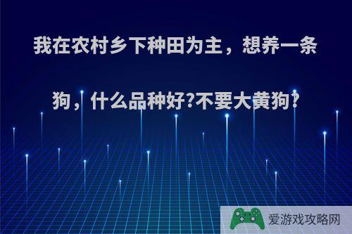 我在农村乡下种田为主，想养一条狗，什么品种好?不要大黄狗?