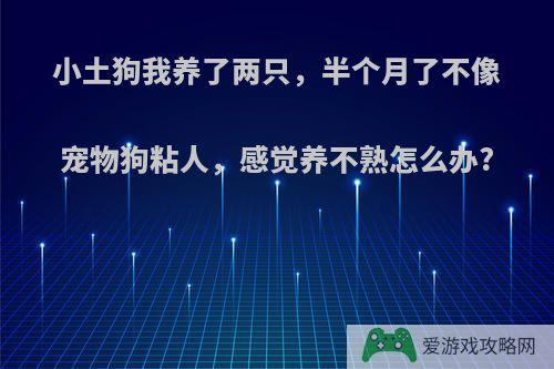 小土狗我养了两只，半个月了不像宠物狗粘人，感觉养不熟怎么办?