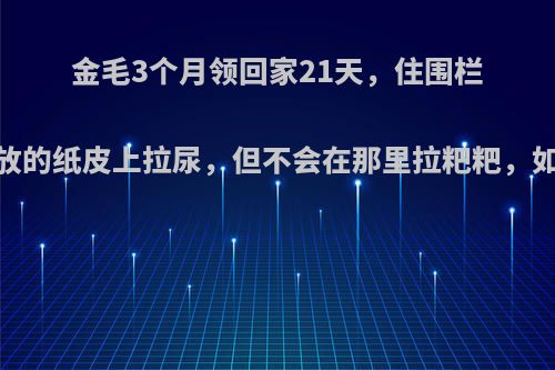 金毛3个月领回家21天，住围栏，可以在围栏里面放的纸皮上拉尿，但不会在那里拉粑粑，如何让它定点大小便?