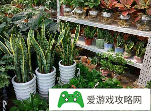 如何经营好一家绿植店?(如何经营好一家绿植店铺)